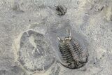 Ceraurus Trilobites + Bryozoans From New York - Epic Plate! #70577-2